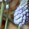 Muscari armeniacum 'Valerie Finnis', flowers
