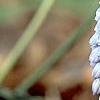 Muscari armeniacum 'Valerie Finnis', flowers