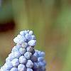 Muscari armeniacum 'Valerie Finnis', flowers