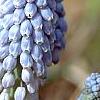 Muscari armeniacum 'Valerie Finnis', flowers