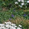 Ornithogalum umbellatum, habit