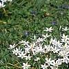 Ornithogalum umbellatum, habit