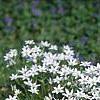 Ornithogalum umbellatum, habit
