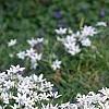 Ornithogalum umbellatum, habit