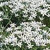 Ornithogalum umbellatum, habit