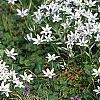 Ornithogalum umbellatum, habit
