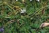 Ornithogalum umbellatum, habit