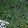 Ornithogalum umbellatum, habit