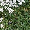 Ornithogalum umbellatum, habit