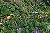 Ornithogalum umbellatum, habit