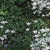 Ornithogalum umbellatum, habit