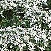 Ornithogalum umbellatum, habit