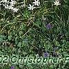 Ornithogalum umbellatum, habit