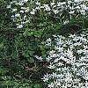 Ornithogalum umbellatum, habit