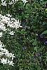 Ornithogalum umbellatum, habit