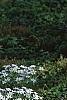 Ornithogalum umbellatum, habit