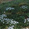 Ornithogalum umbellatum, habit