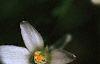Ornithogalum umbellatum, flowers
