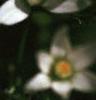Ornithogalum umbellatum, flowers