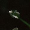 Ornithogalum umbellatum, flowers