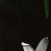 Ornithogalum umbellatum, flowers