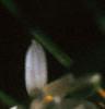 Ornithogalum umbellatum, flowers