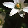 Ornithogalum umbellatum, flowers