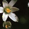 Ornithogalum umbellatum, flowers