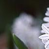 Puschkinia scilloides, habit