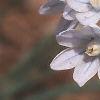 Puschkinia scilloides, flowers
