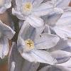 Puschkinia scilloides, flowers