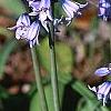 Hyacinthoides hispanica, habit