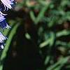 Hyacinthoides hispanica, habit