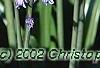 Hyacinthoides hispanica, habit