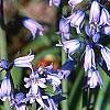 Hyacinthoides hispanica, habit