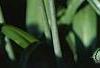 Hyacinthoides hispanica, habit