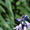 Hyacinthoides hispanica, habit