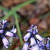 Hyacinthoides hispanica, habit