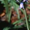 Hyacinthoides hispanica, habit