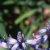 Hyacinthoides hispanica, habit