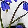 Scilla siberica, habit