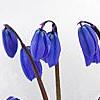Scilla siberica, habit
