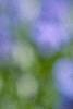 Scilla siberica, flowers