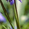 Scilla siberica, flowers