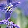 Scilla siberica, flowers