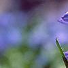 Scilla siberica, flowers