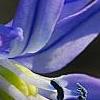 Scilla siberica, flowers