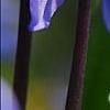 Scilla siberica, flowers