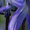 Scilla siberica, flowers
