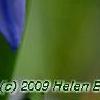 Scilla siberica, flowers